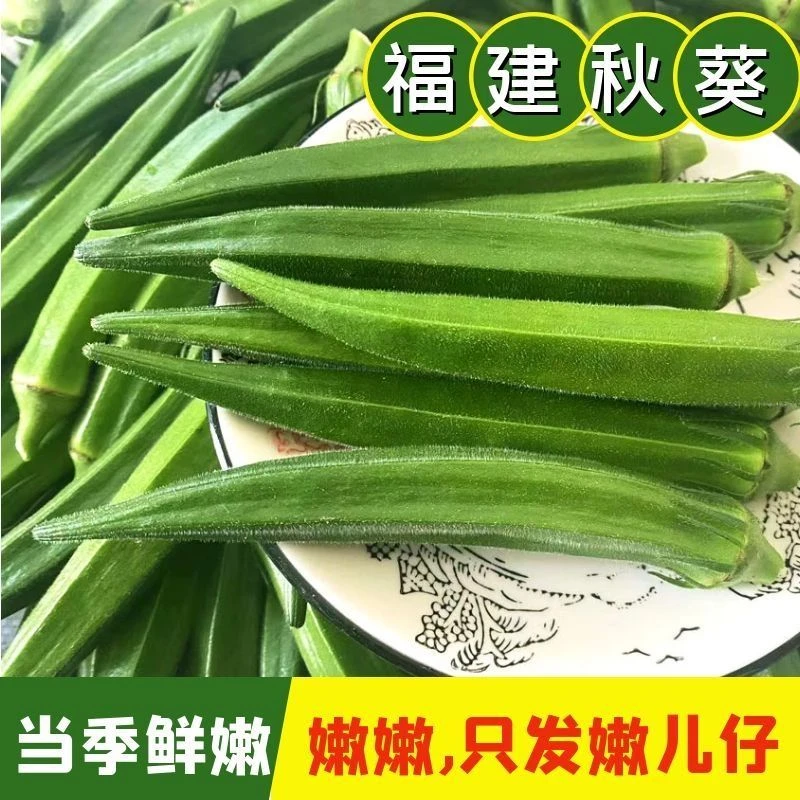 25年福建产秋葵新鲜蔬菜水果秋葵黄秋葵羊角豆批发产地直采现摘