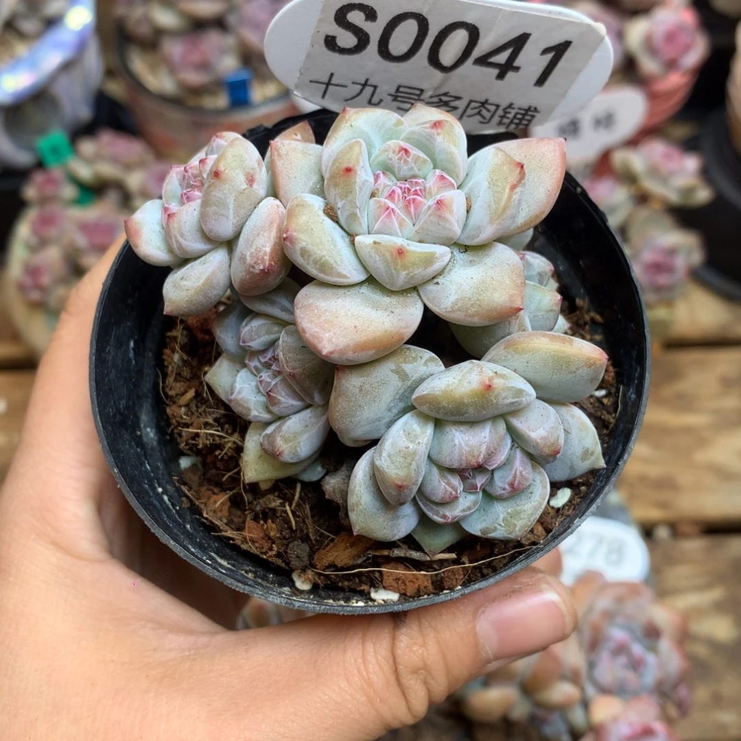 S0041 突尼斯 一头一桩