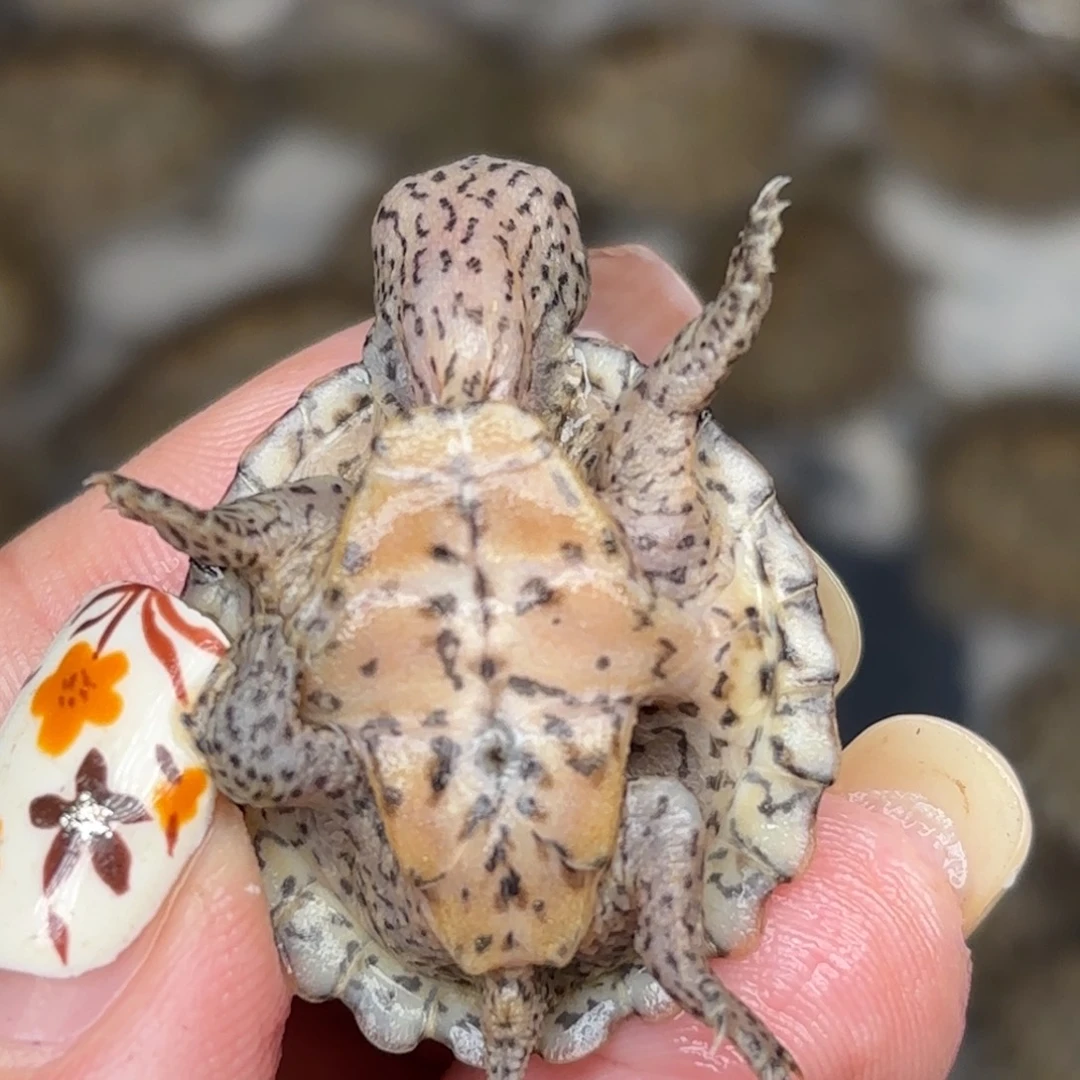 宠物龟不分公母全品黑刀