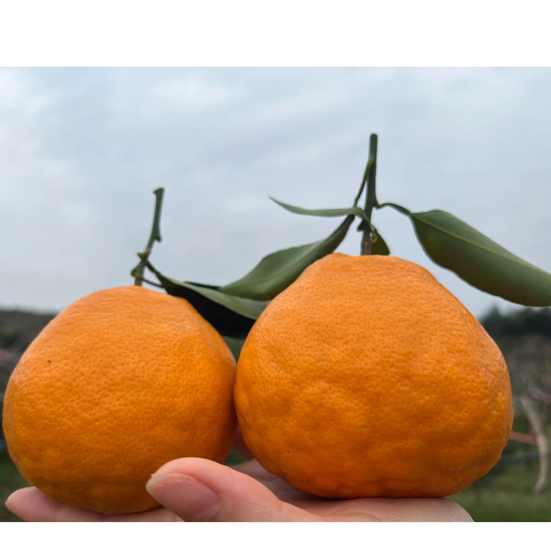 【蒲江好货】正宗四川蒲江春见耙耙柑 丑橘 果园直达 颗粒饱满爆汁