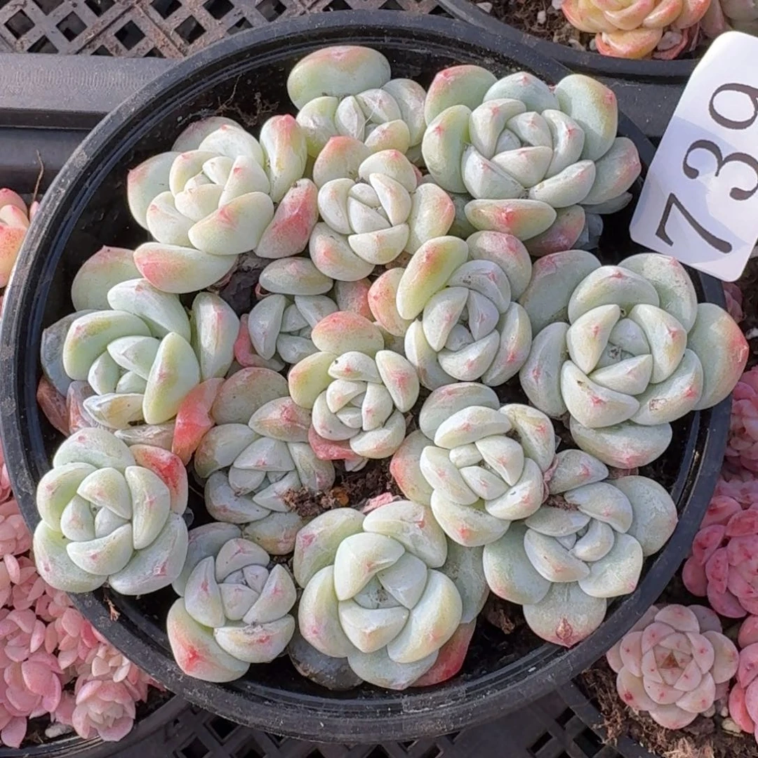 多肉植物多肉植物739