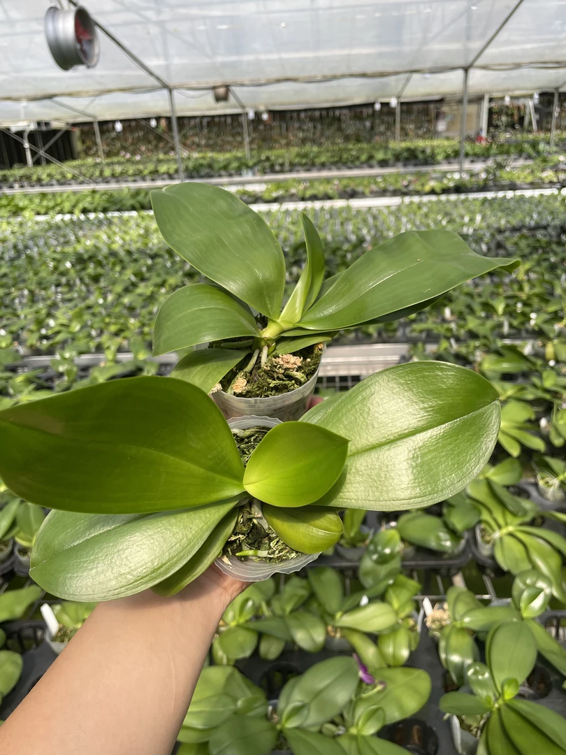 [靓苗原生种盲盒两棵]2.5寸少许根盆栽室内花卉植物四季开花