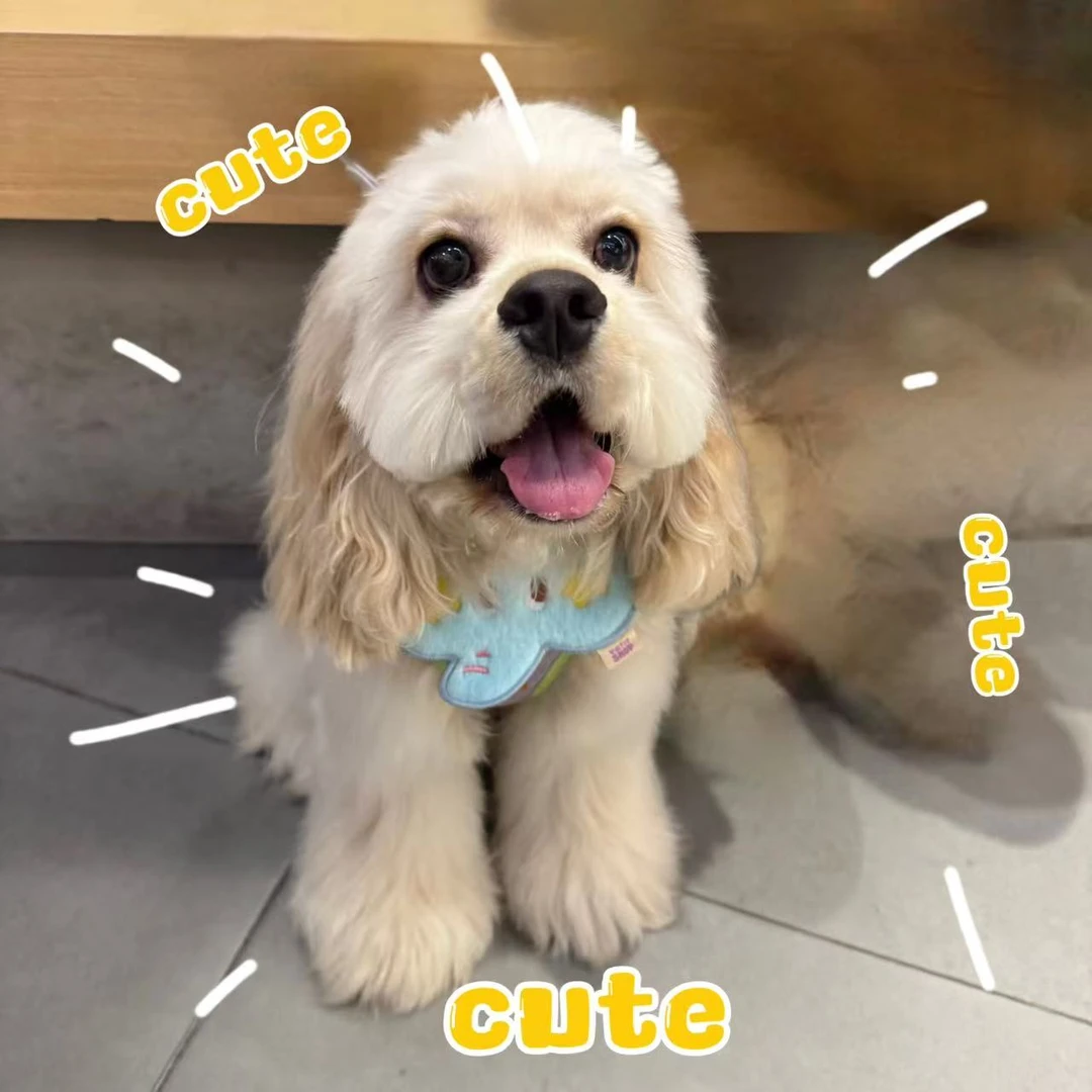 【熊猫家】美卡活体小狗狗迪士尼在逃小狗可爱美卡新脸版甜美系