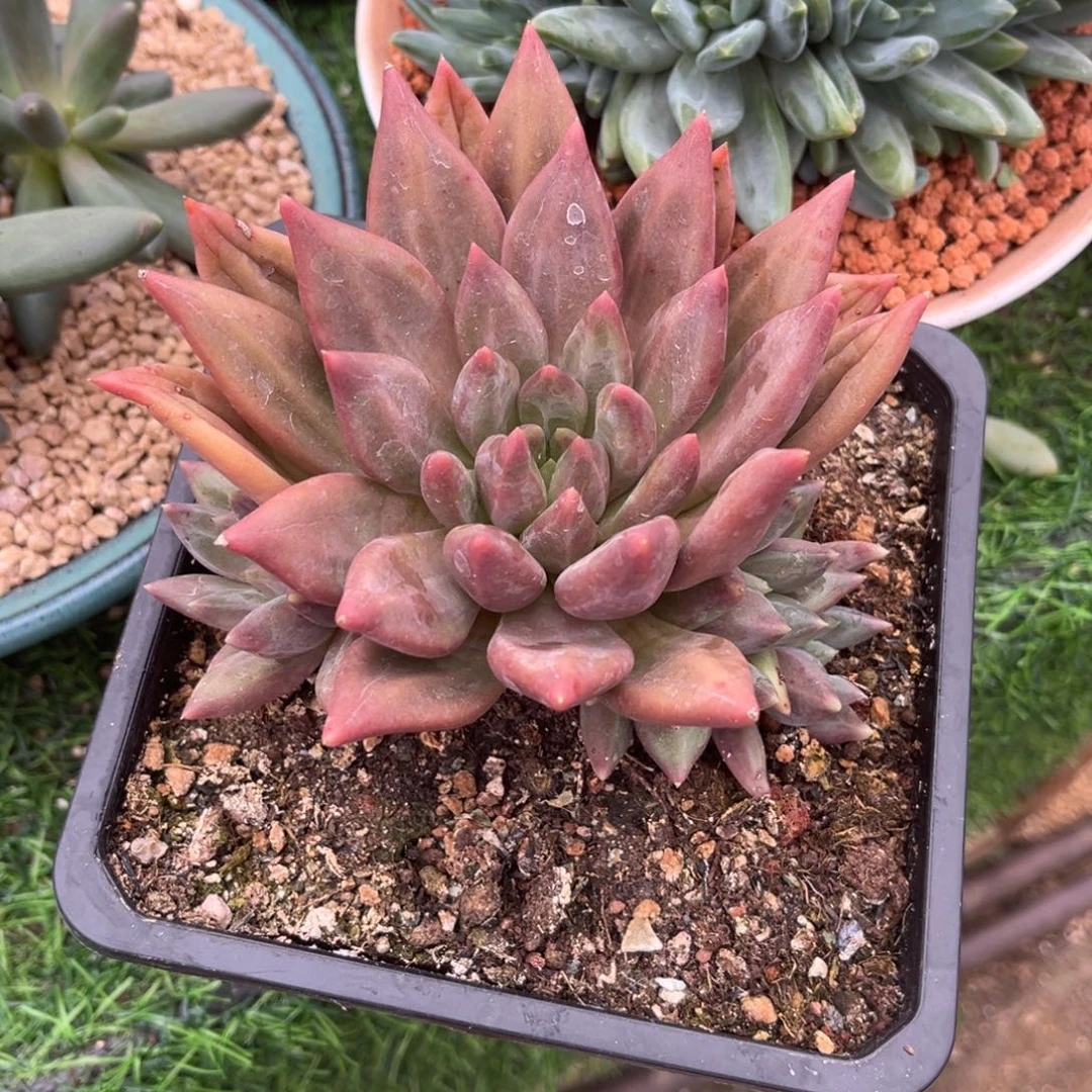 多肉植物水晶球多肉