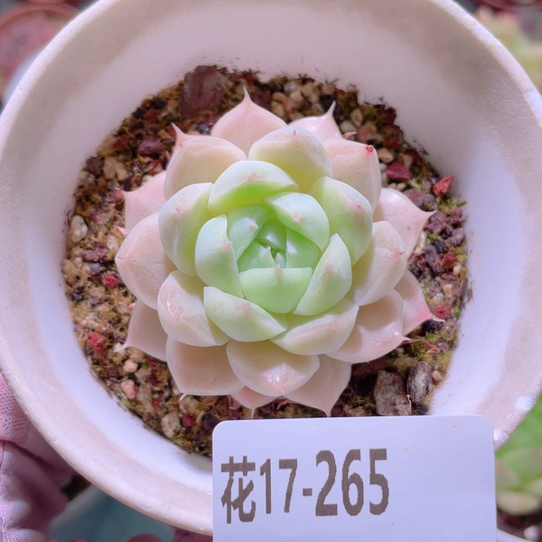 花利美17-265麦秆