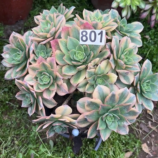 順*一颗多肉法师植物