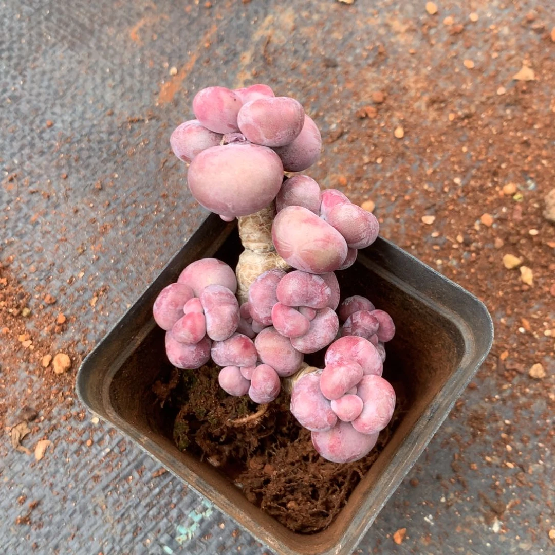 我们也有可能不可能吧