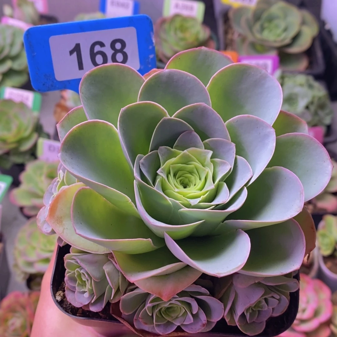 初*山地玫瑰紫芙群168