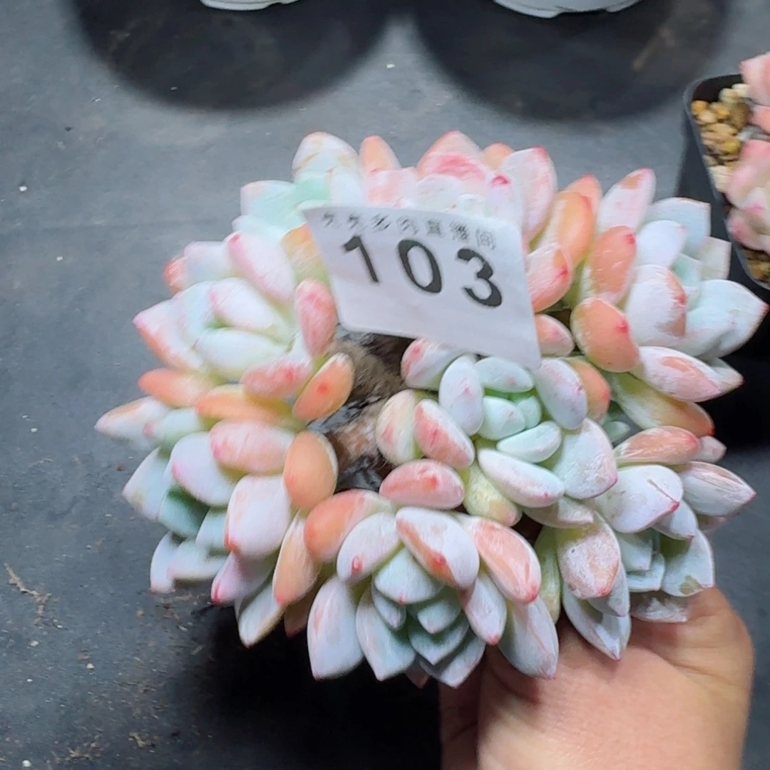 冷香群生整装无砍