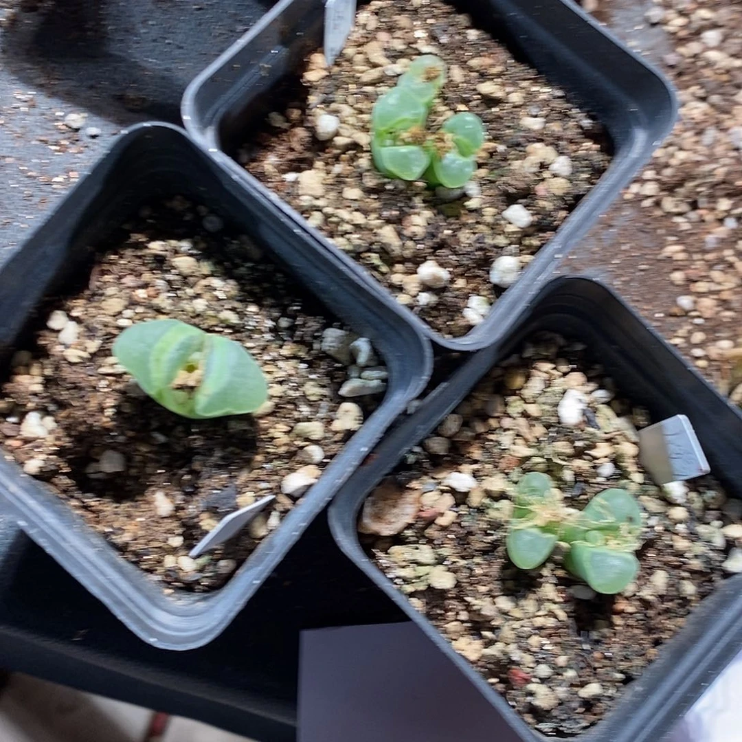 17331。  一组极窗。