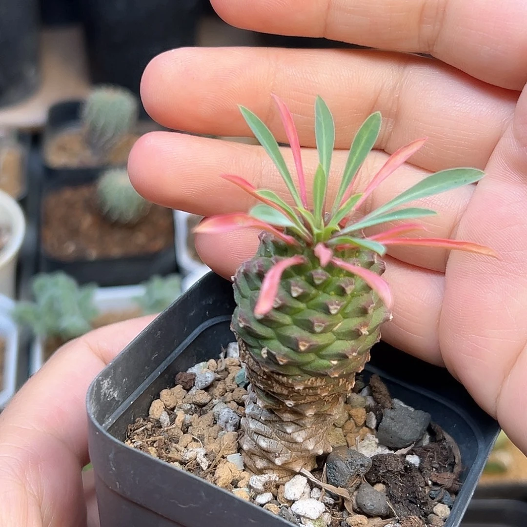 铁甲麒麟一颗一颗