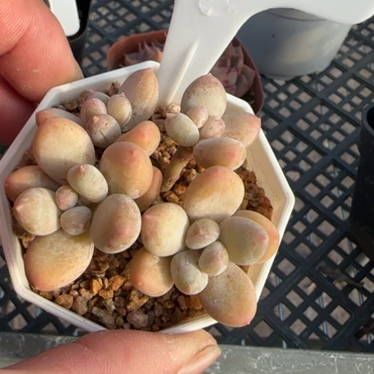 126苹果奶一物一拍多肉