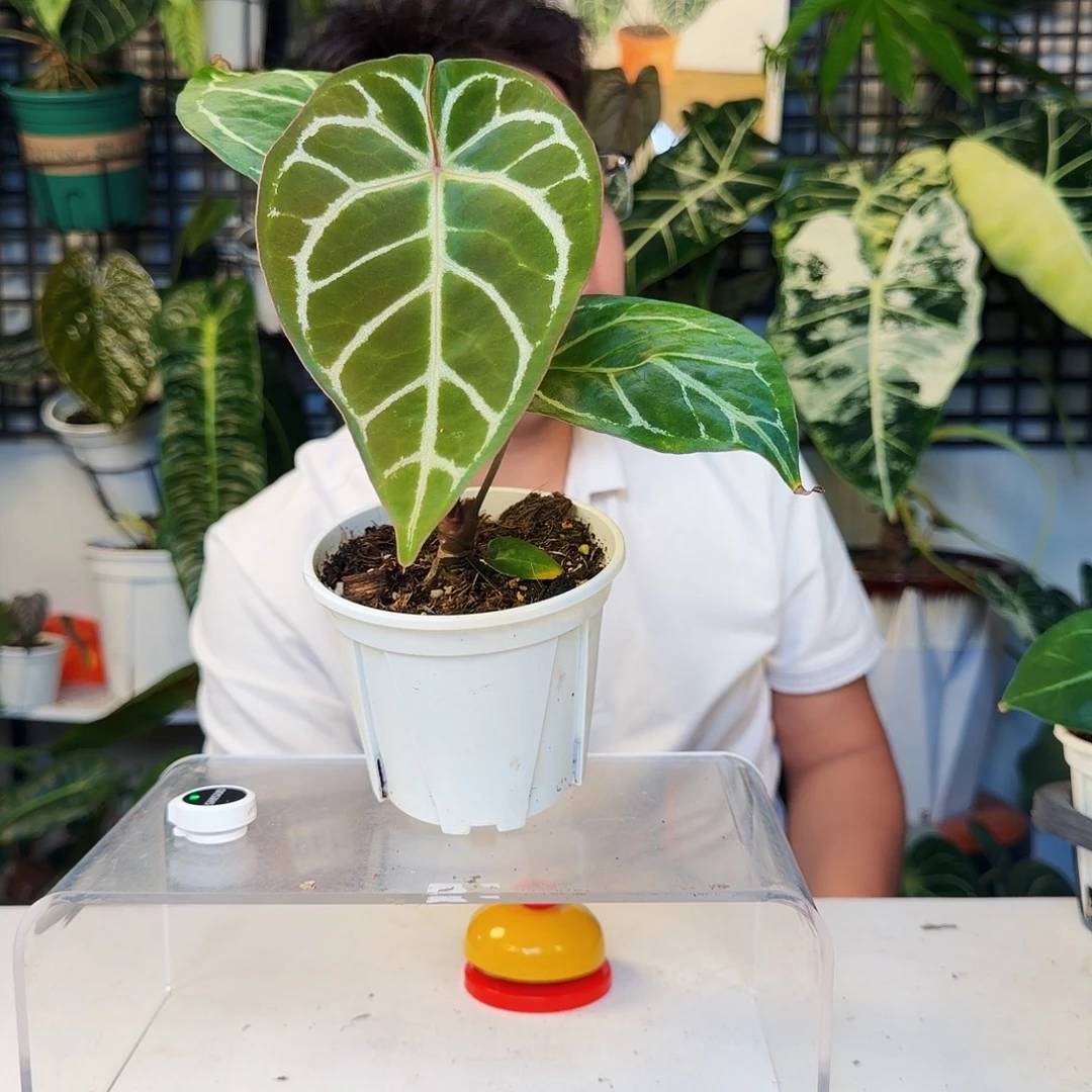 不开花植物R40撕裂纹杂小钻石