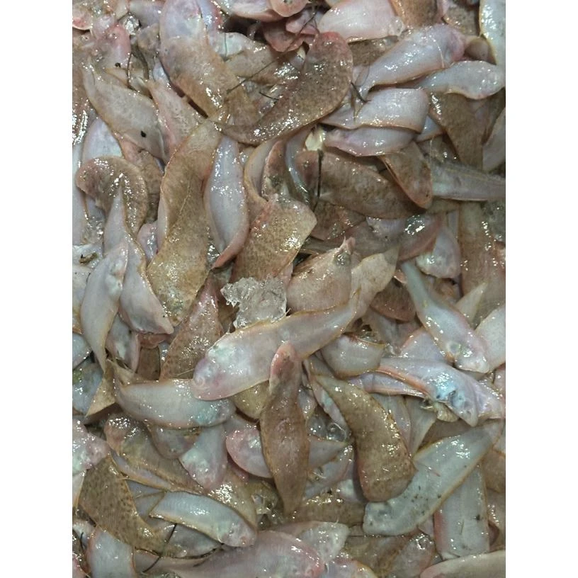 惠来神泉港本港浅海厚肉小龙舌鱼 新鲜水产顺丰冷链发货