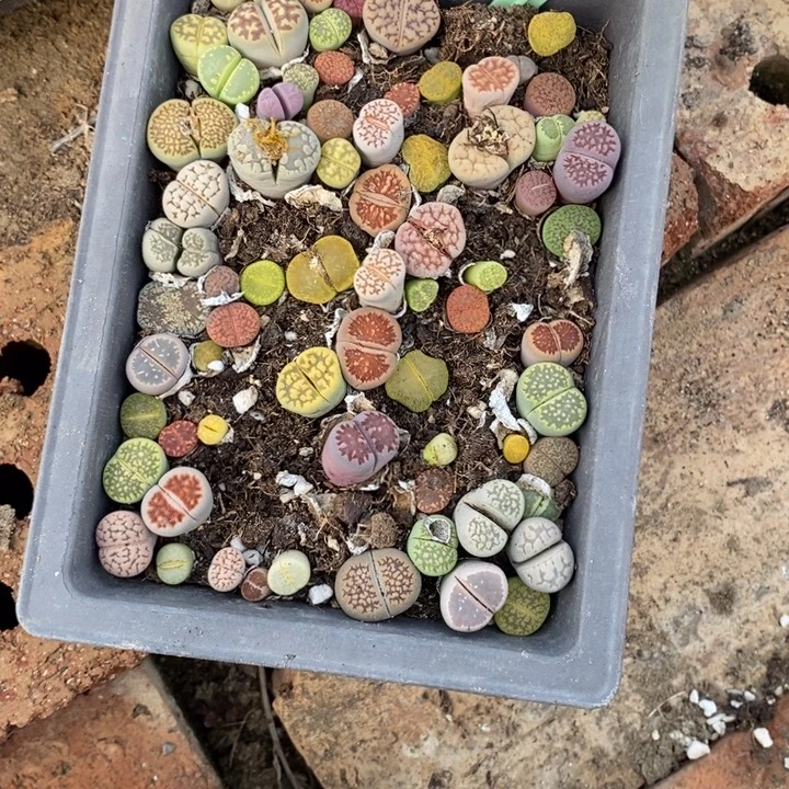 闪***敢生石花等植物的生长199