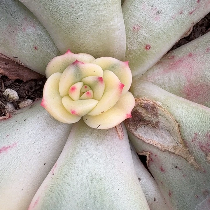 斗牛士底座一物一拍