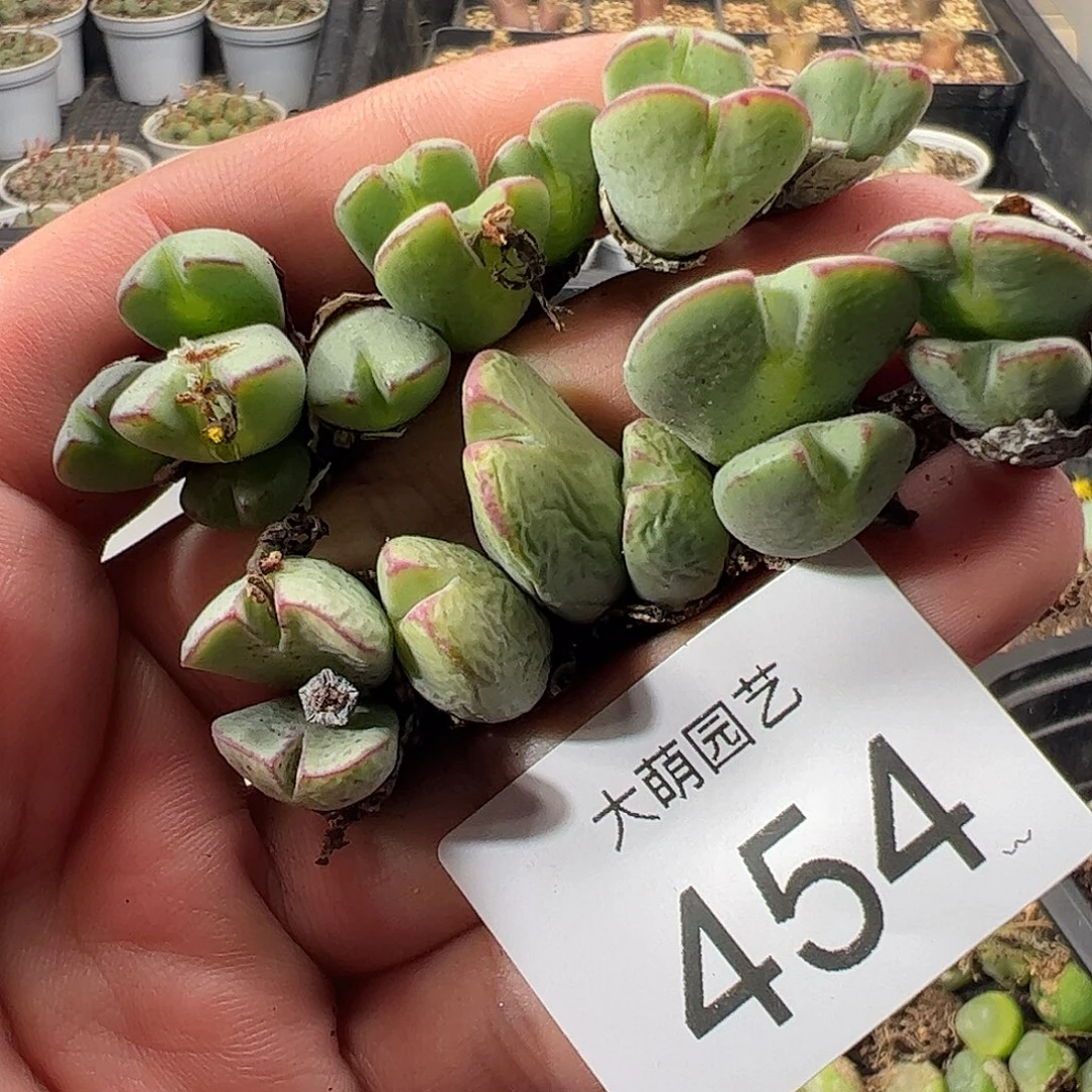 一物一拍。    454