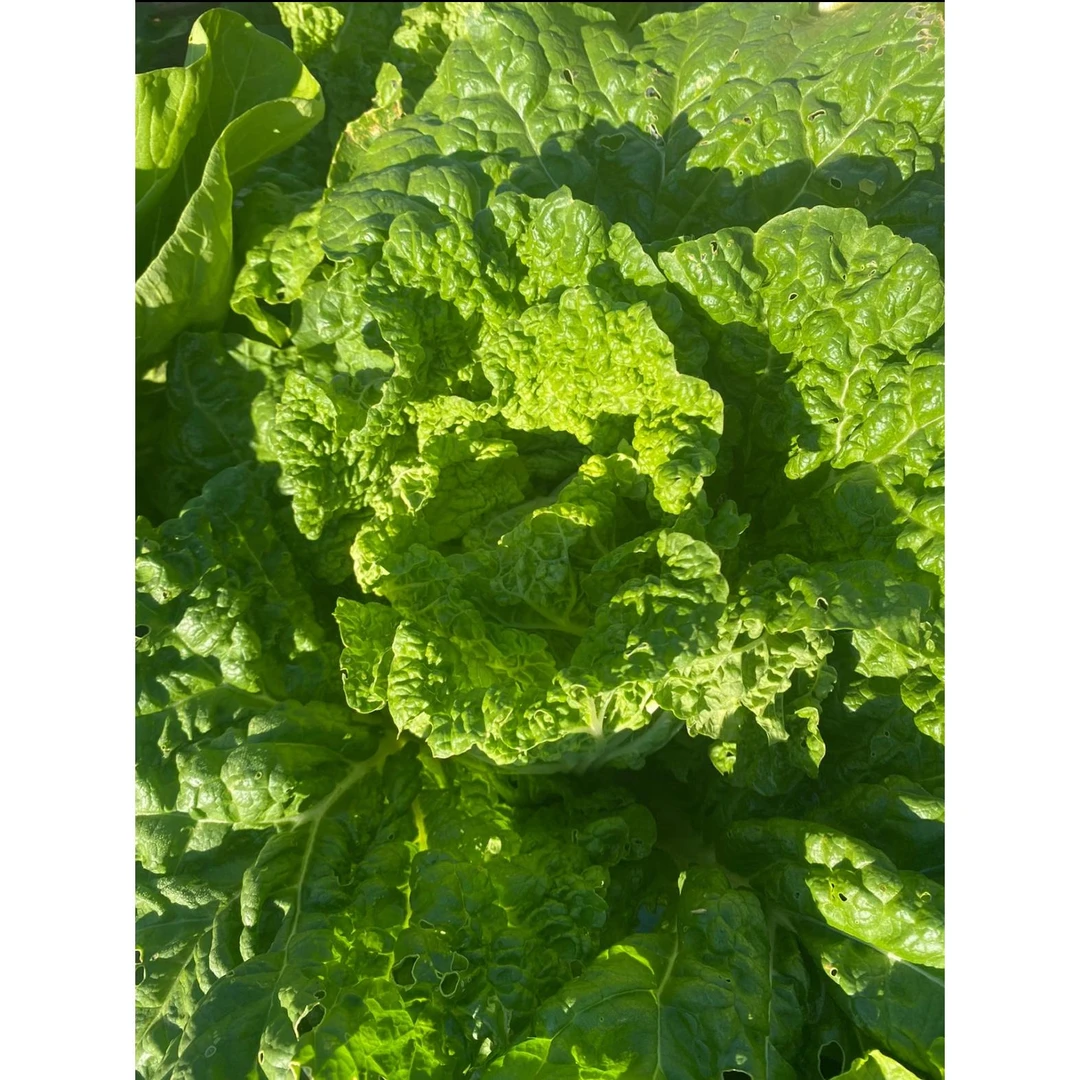 恩施利川农家露天种植新鲜麻叶菜青麻菜火锅白菜现砍现发