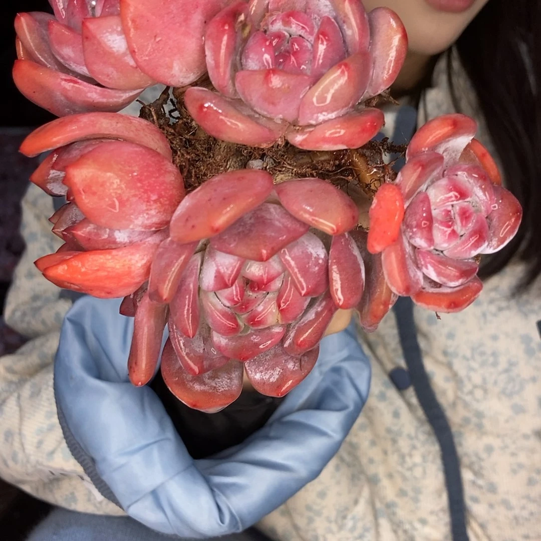 一***蓝星影4号随机发货随机