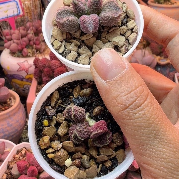 小**?水蜜桃的味道真的是绝美呀好