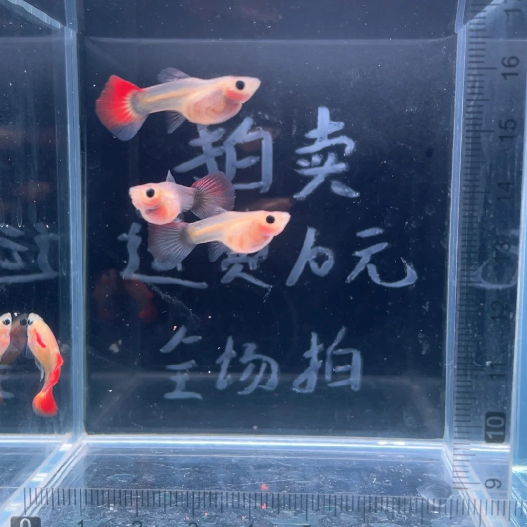孔雀鱼红礼服玻璃猫一公三母