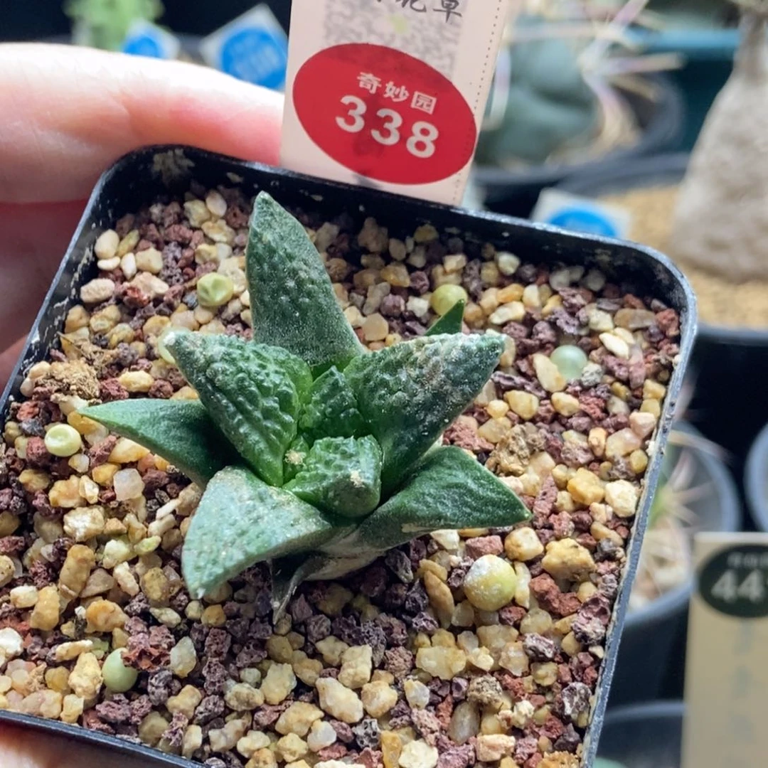 实生龟甲牡丹4cm一棵仙人球