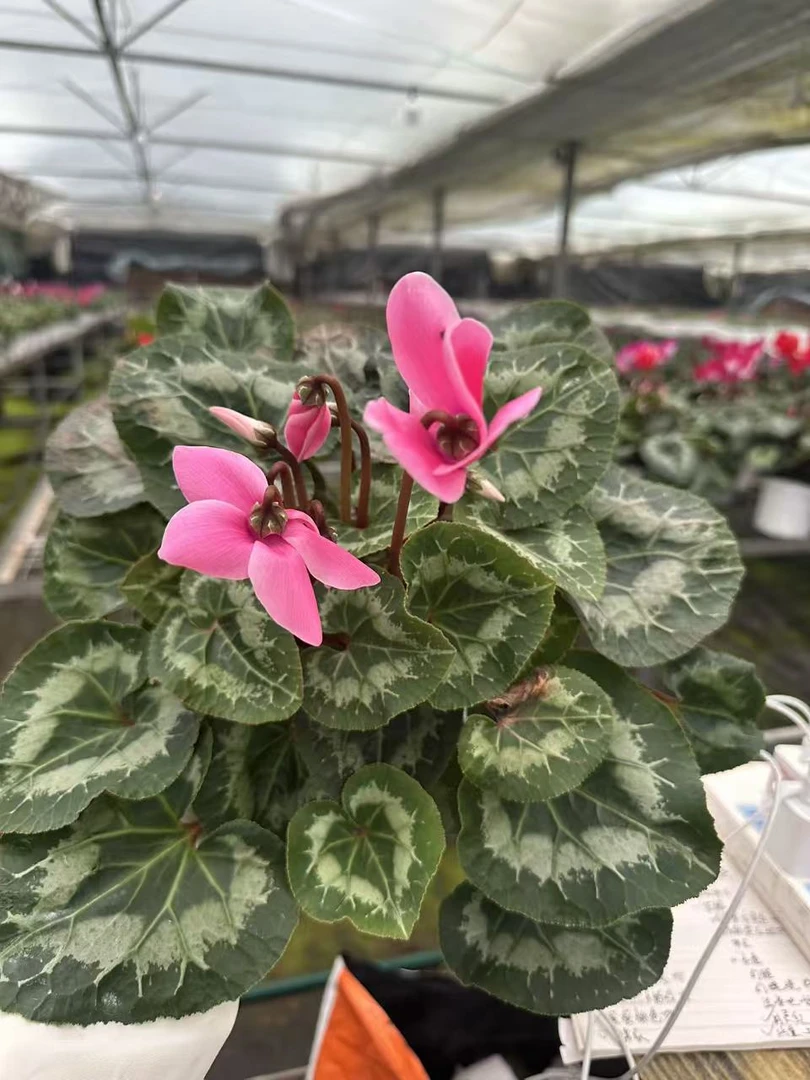 花购   仙客来  (粉蝶）   140盆