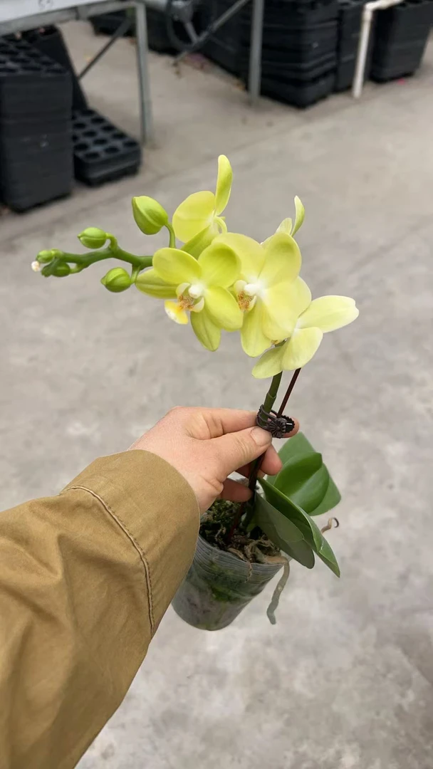 台大微笑蝴蝶兰，单颗