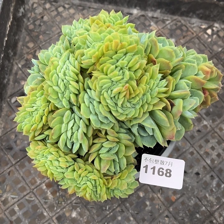 阿雅园艺。     1168贝瑞缀