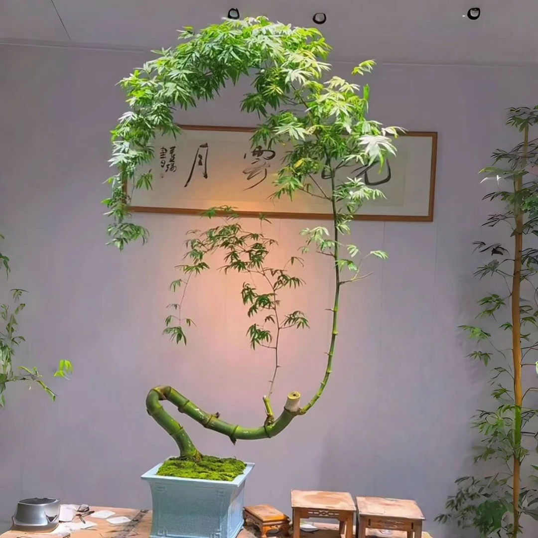 小叶簕竹成品盆景绿植室内竹子盆栽茶桌茶室禅意植物老桩四季好养