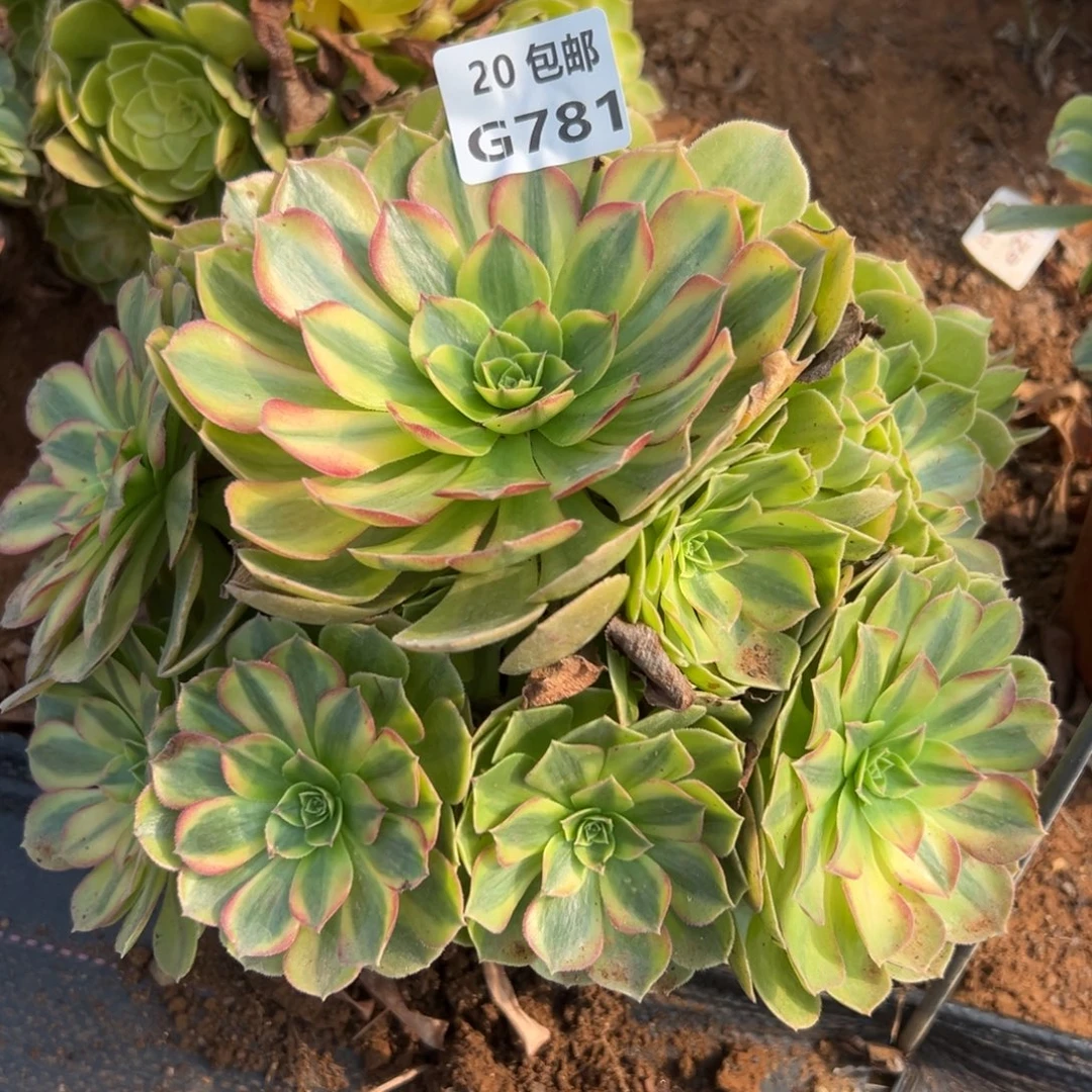 781雨荷，多肉法师