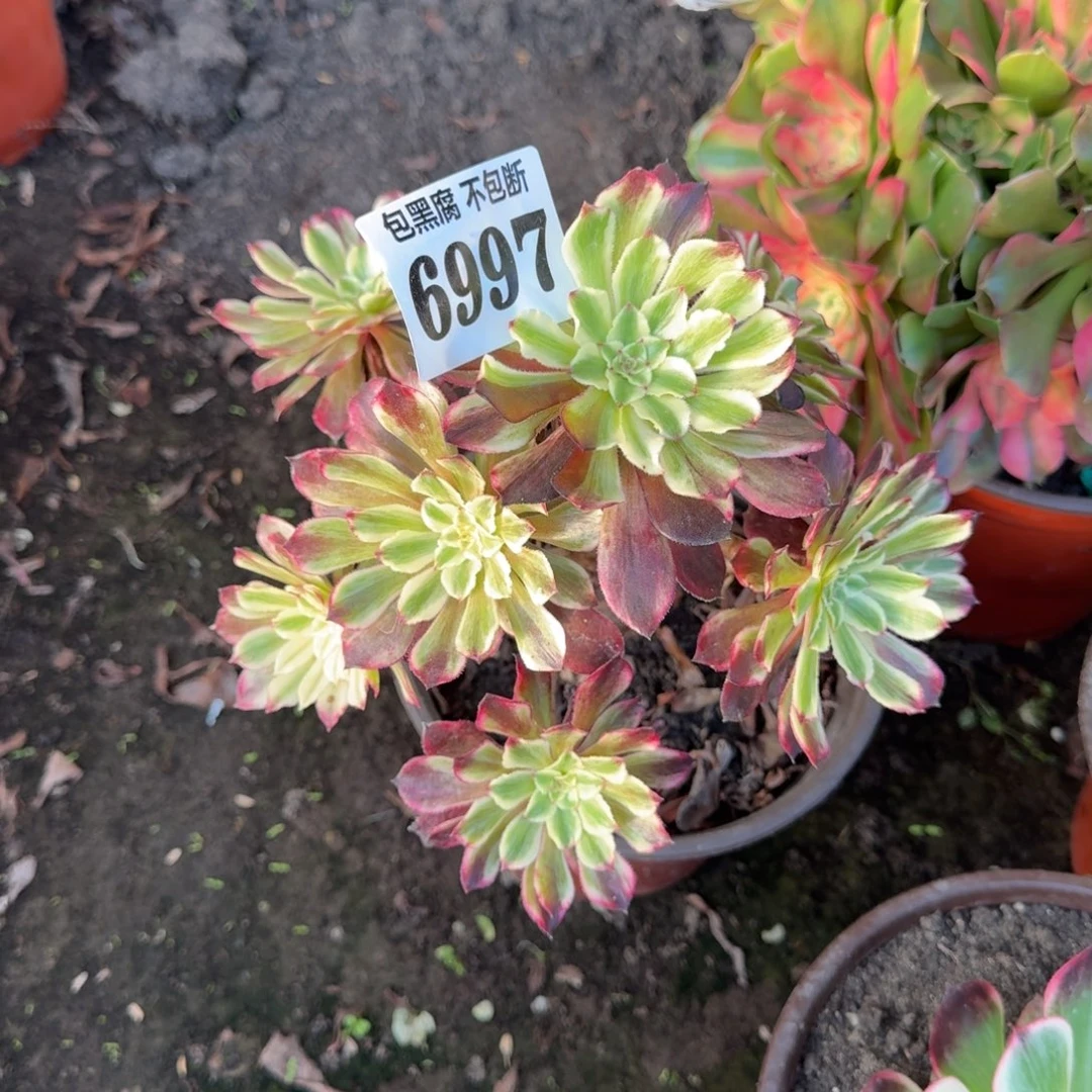 法师水墨画无售后6997 19-39