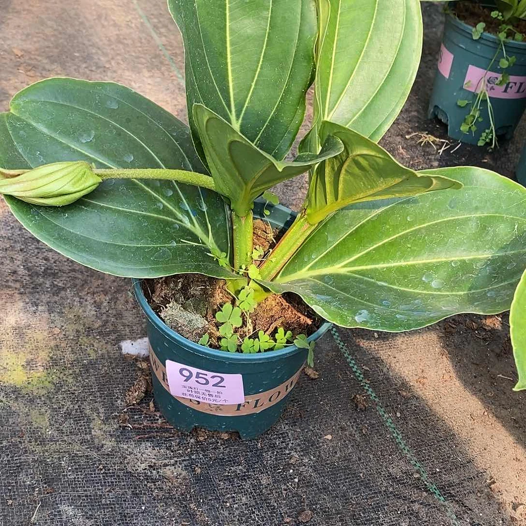 用****9木本花卉952