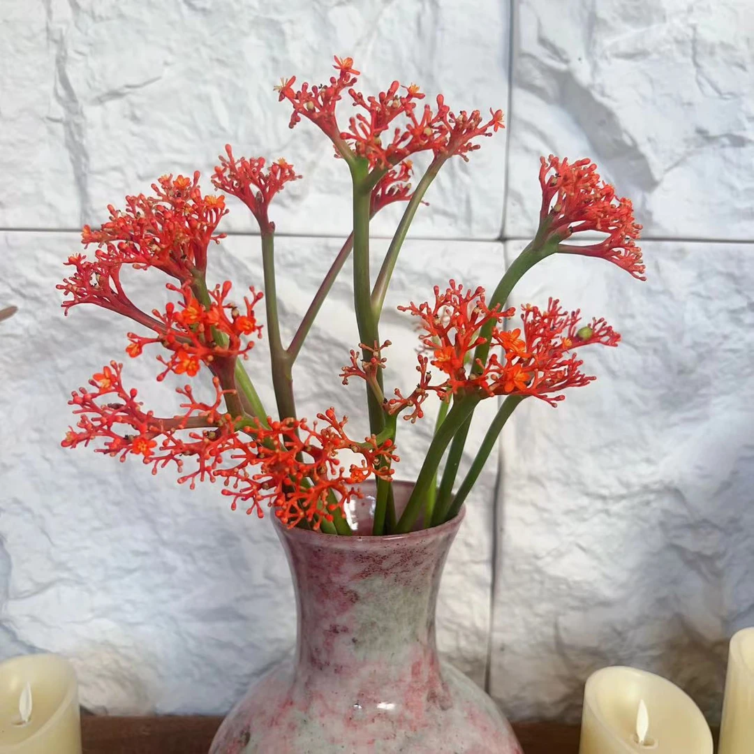进口生日搬家【珊瑚花】可做干花昆明基地直发顺丰包邮