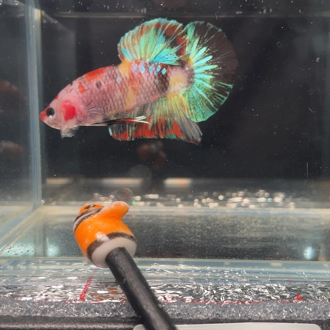 斗鱼12.14 将军 08