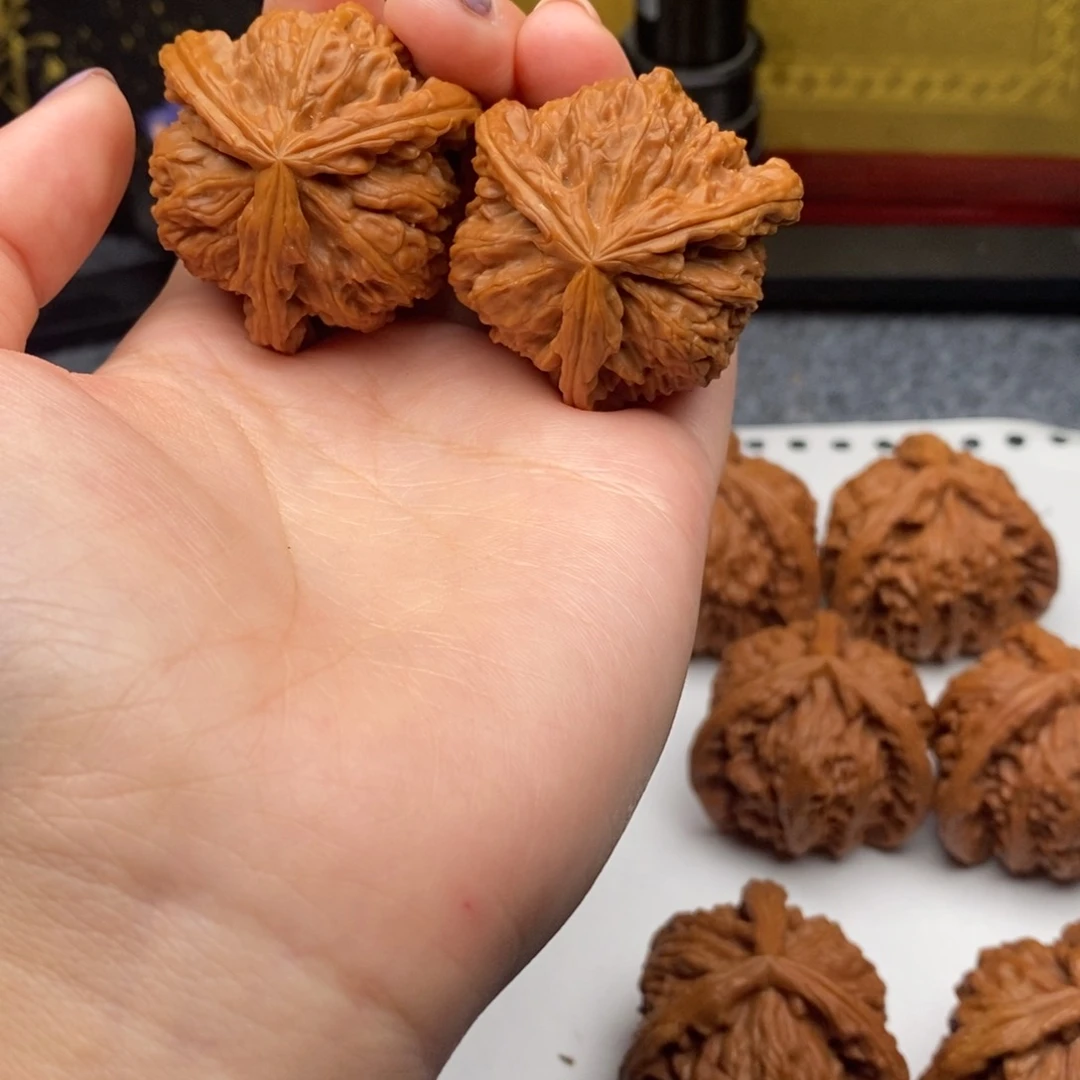 T**y白狮子11111111