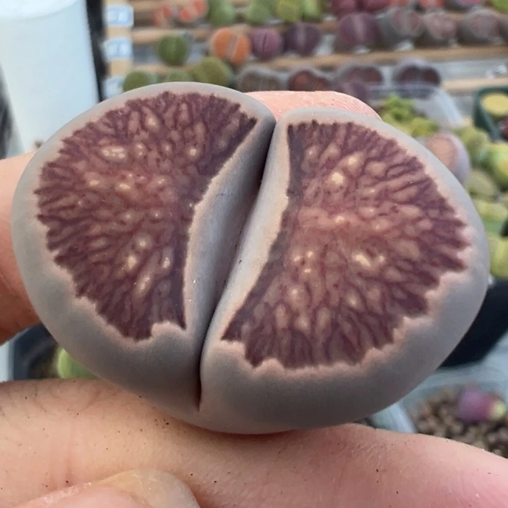 24023红窗菊开播福利