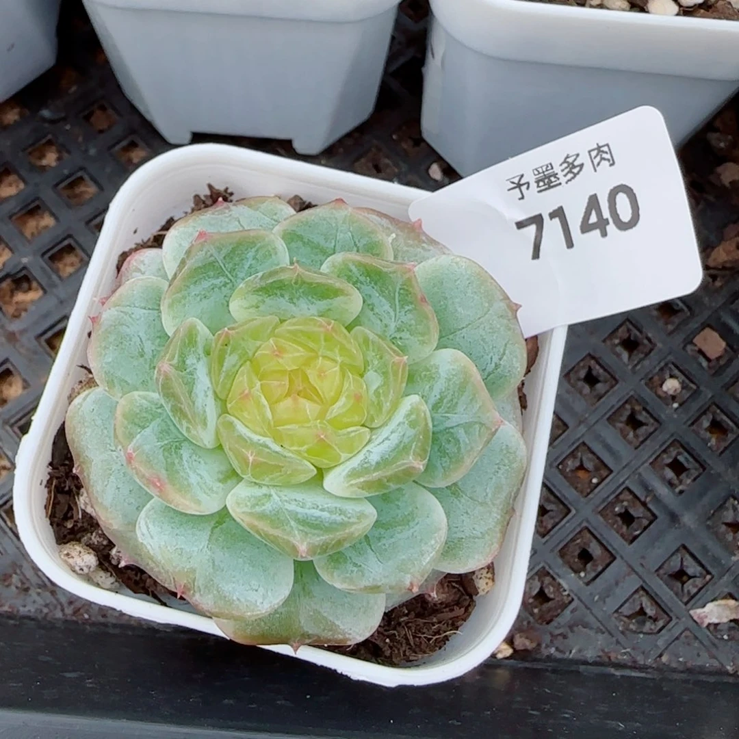 金盏珍妮，7140多肉植物