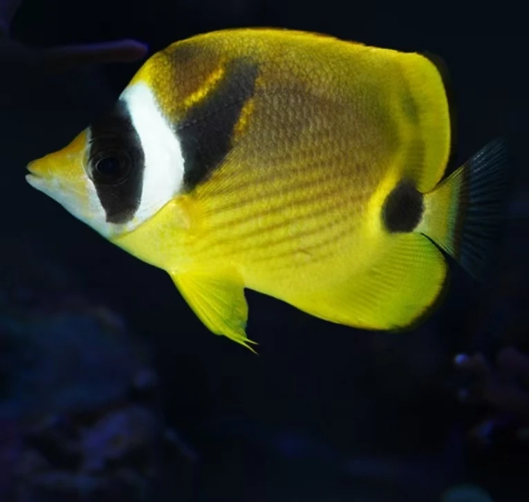 月眉蝶海水观赏鱼售后需开箱视频免包装费