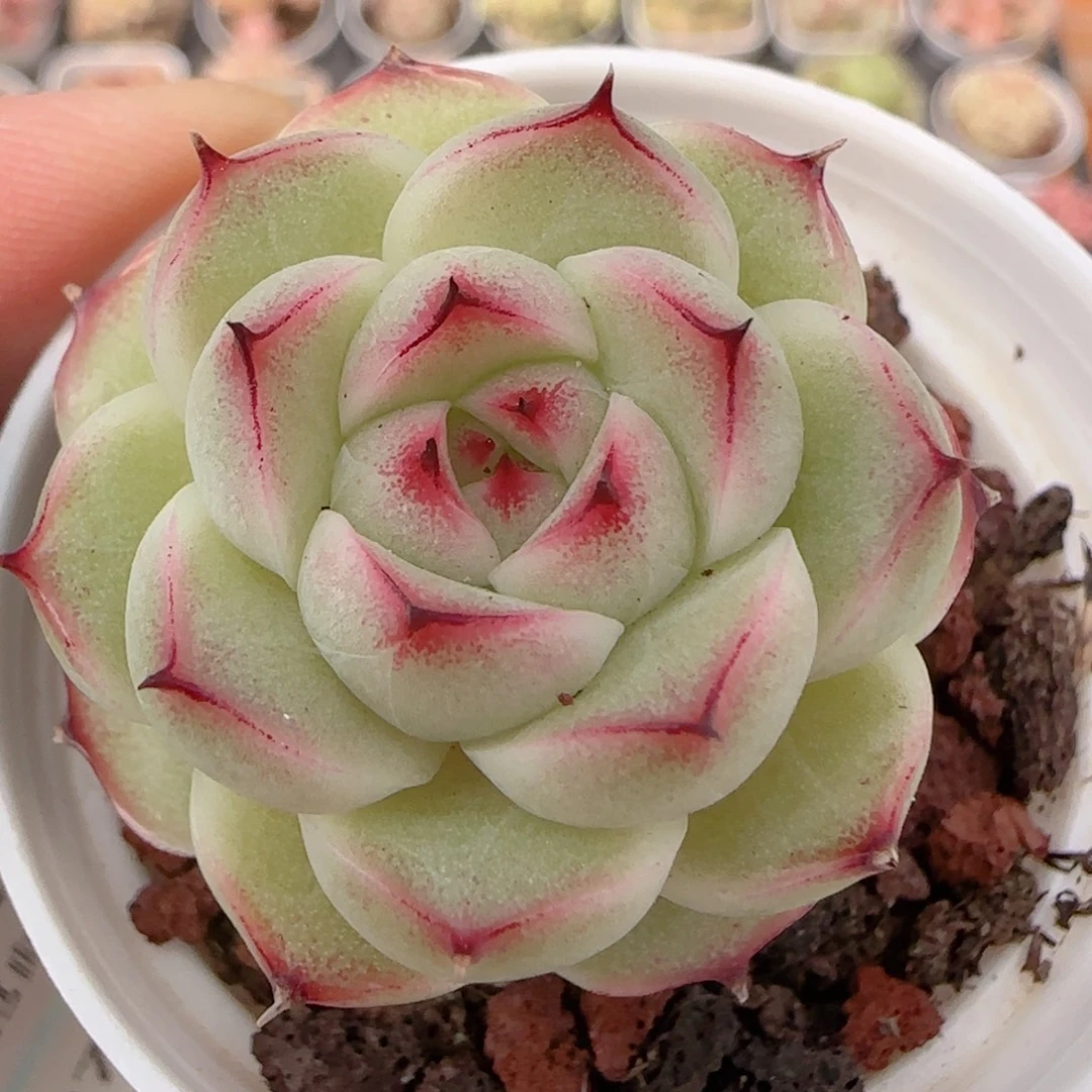 花语多肉1227-192魔仙
