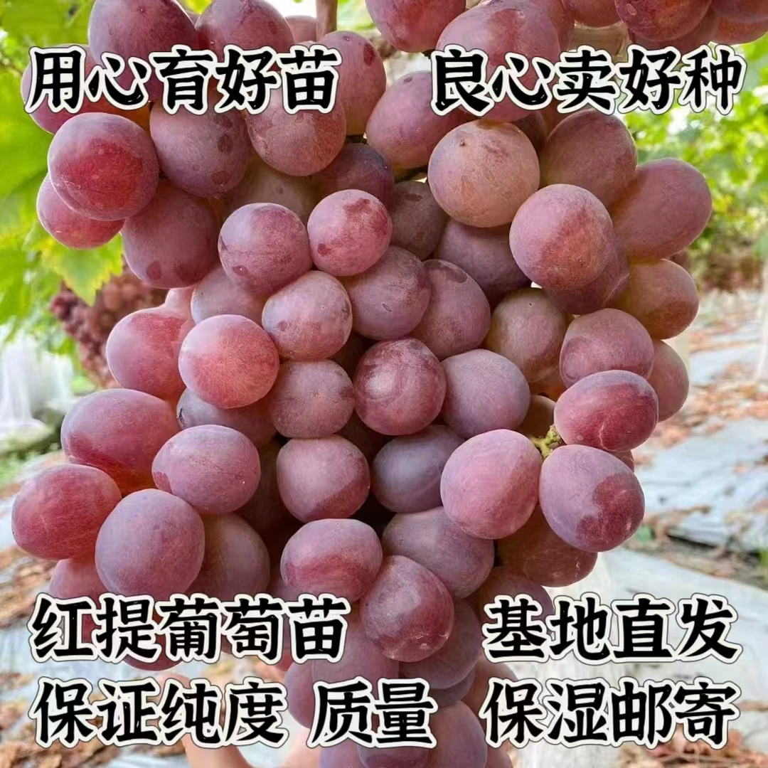 红提葡萄苗  贝达砧木