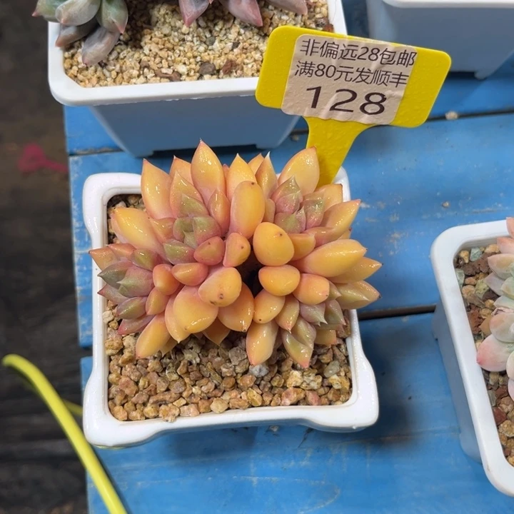 大128、hdcxhvbbbbb