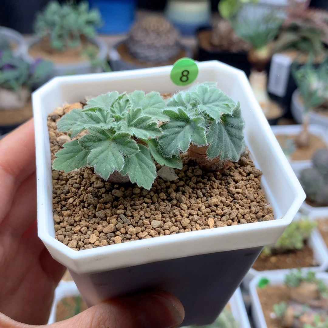 青*文纳森杨葵母本带盆