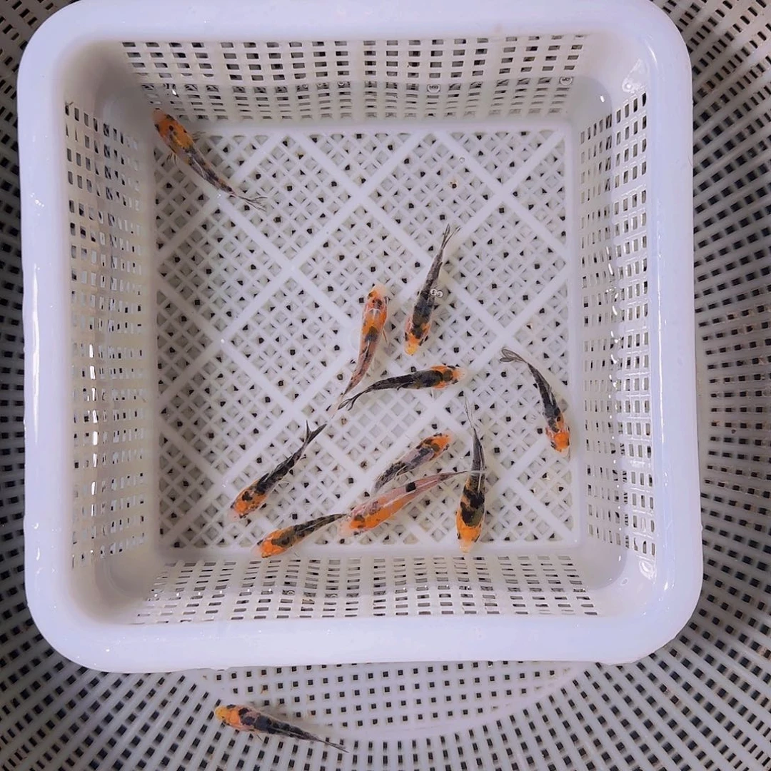 锦鲤8****…锦鲤的故事是