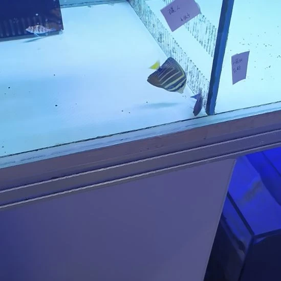 大帆吊一条海水鱼