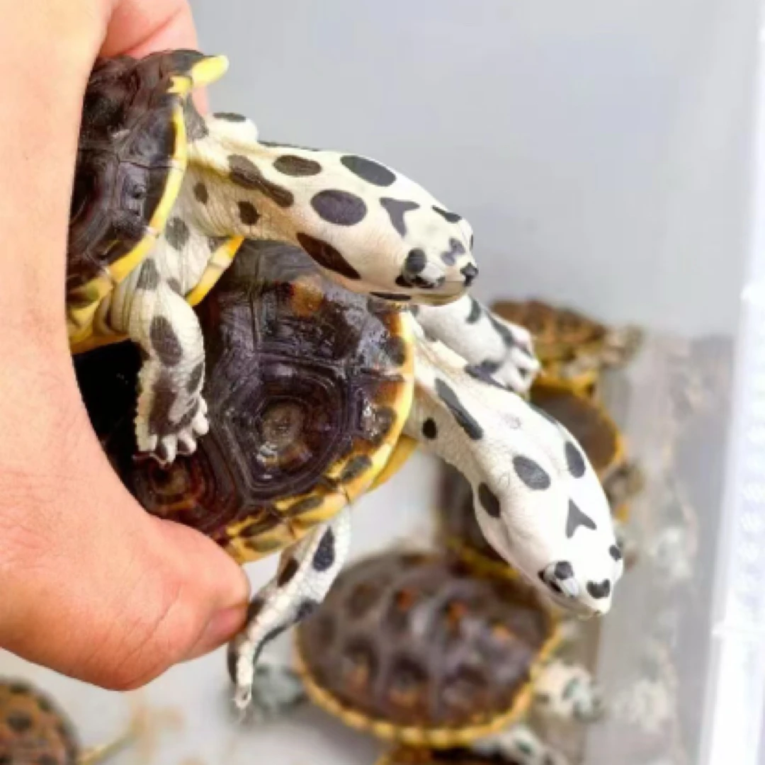钻纹深水龟观赏宠物