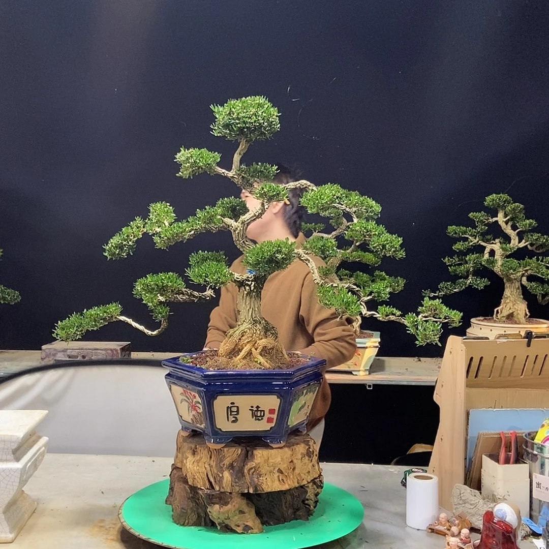 无花朵广东小叶黄杨