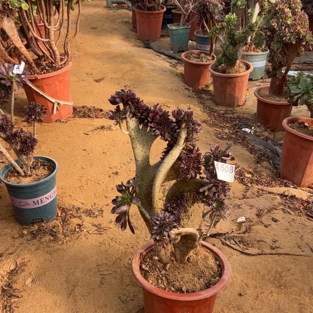 有伤黑缀508高度40厘米