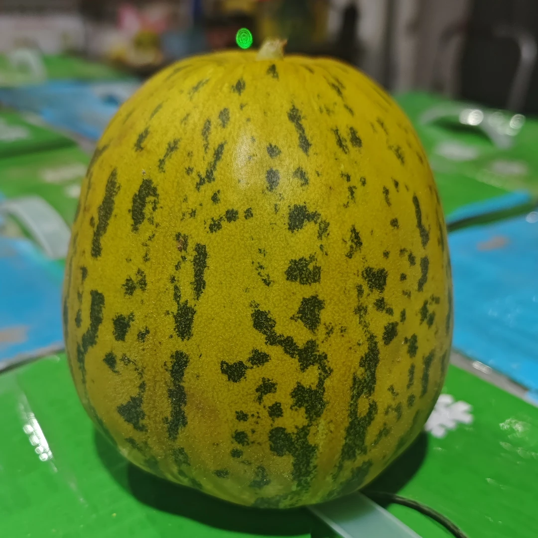 牛奶香瓜净重5斤左右