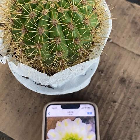 六月五毛花毛花25677